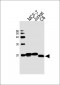 NME1 Antibody